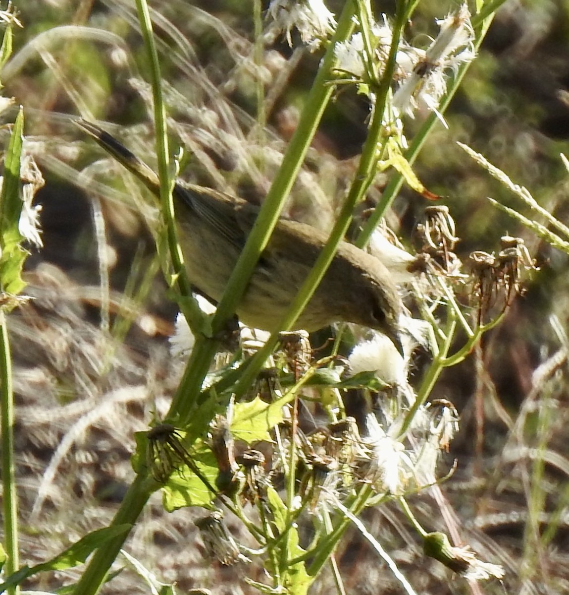 Palm Warbler - ML643381544