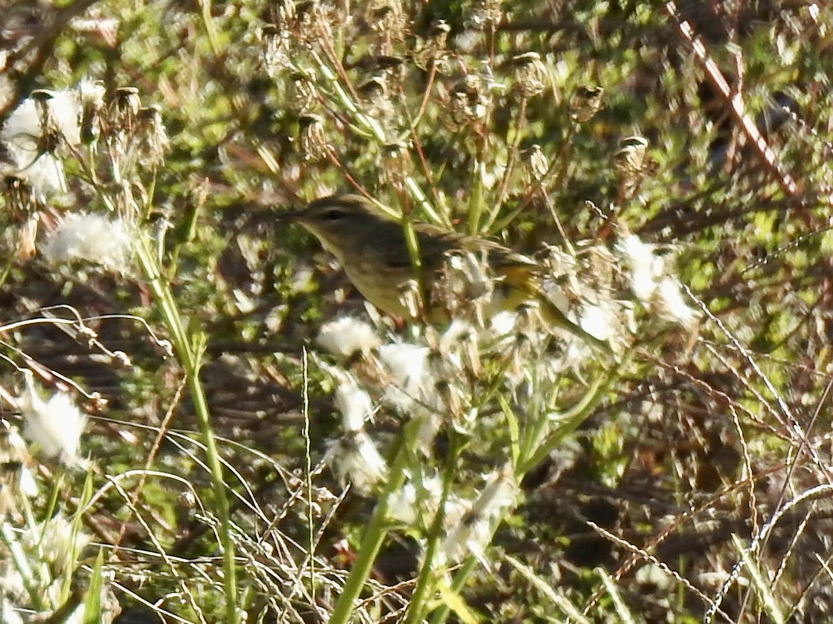 Palm Warbler - ML643381545
