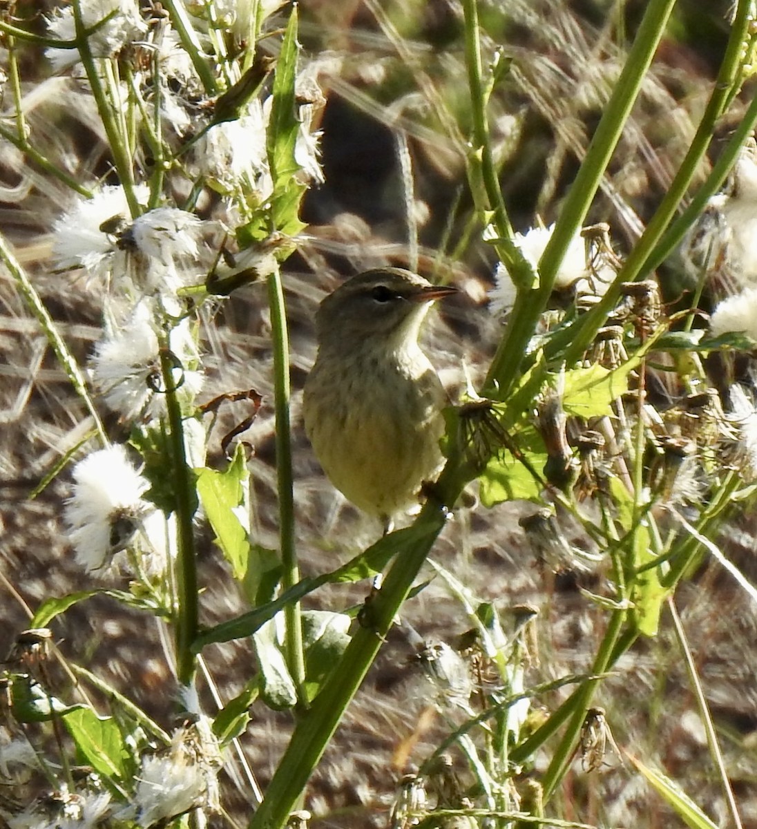 Palm Warbler - ML643381546