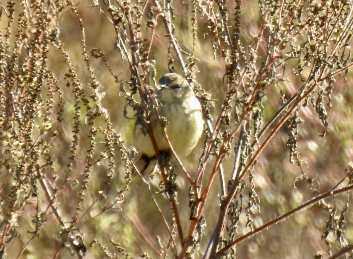 Palm Warbler - ML643381547