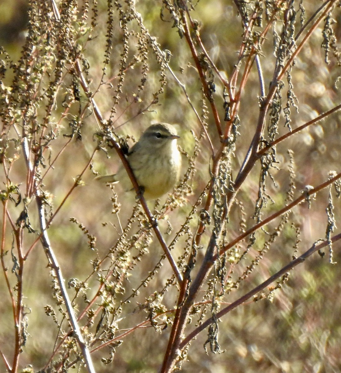 Palm Warbler - ML643381548