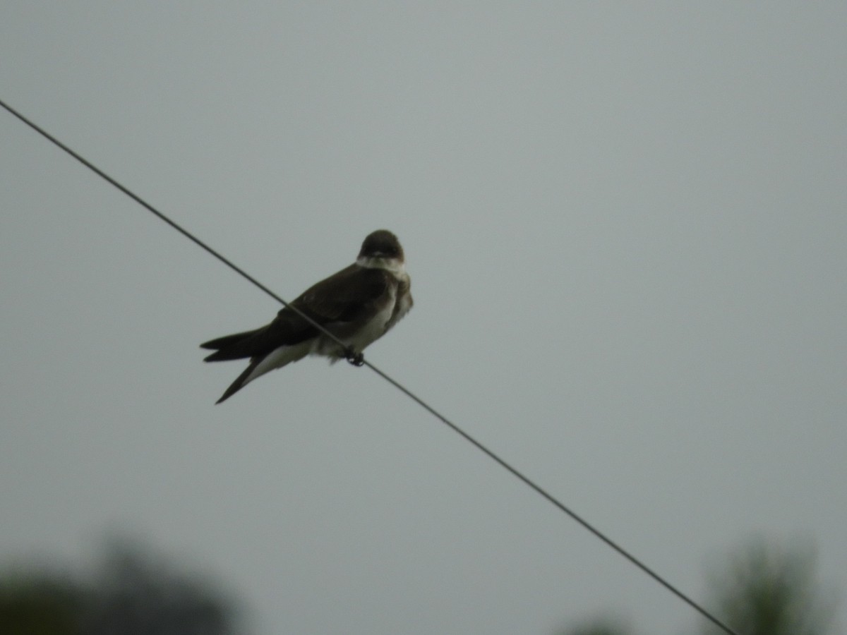 Brown-chested Martin - ML643381563