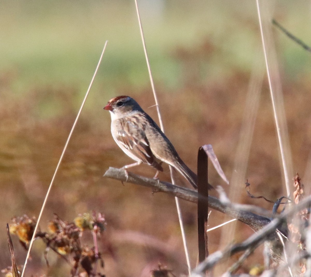 White-crowned Sparrow - ML643381572