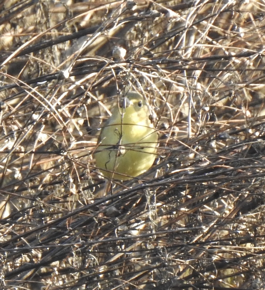 Common Yellowthroat - ML643381592