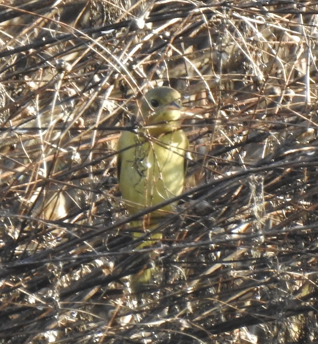 Common Yellowthroat - ML643381593