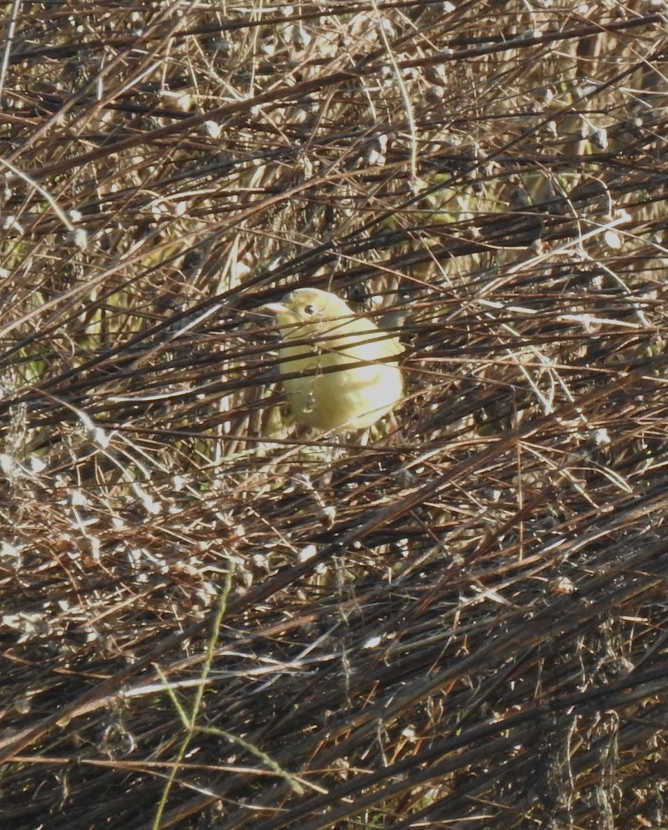 Common Yellowthroat - ML643381594