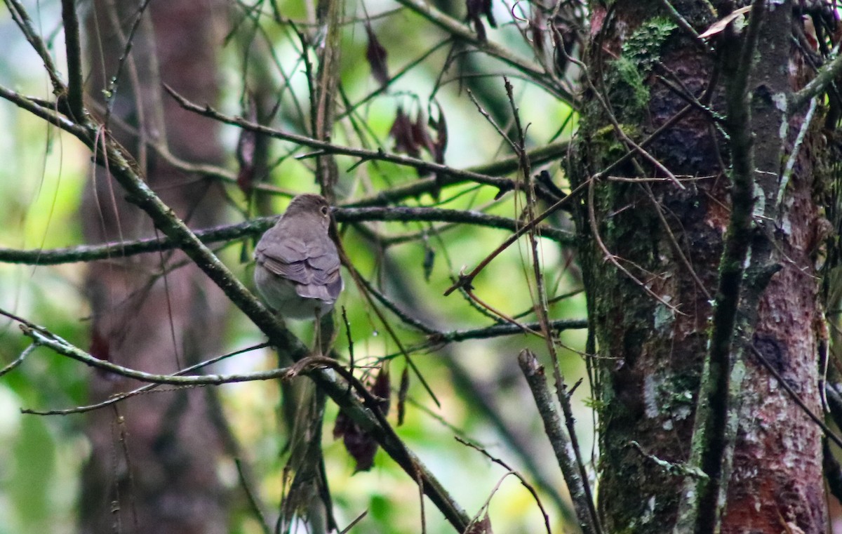 Swainson's Thrush - ML643381599