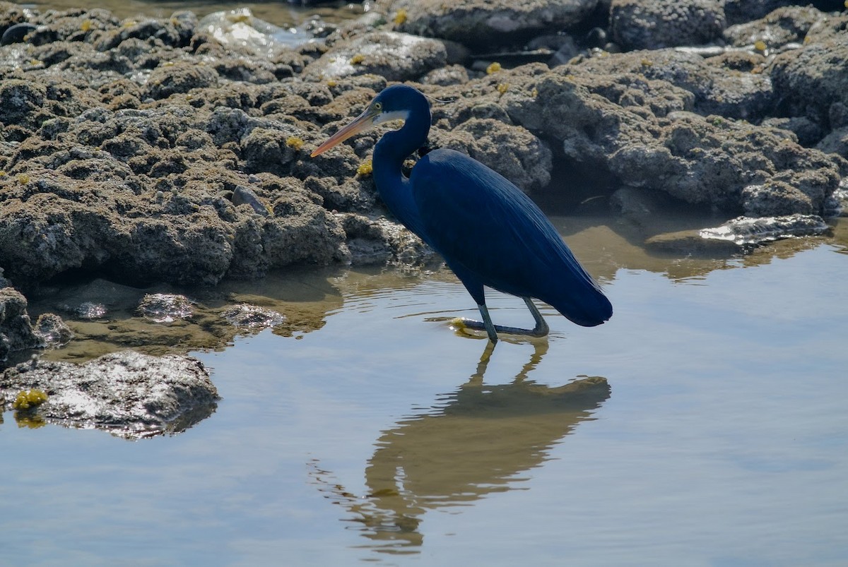 Western Reef-Heron - ML643381604
