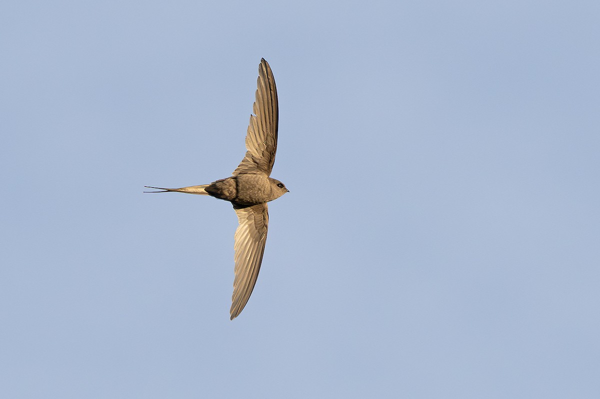 African Palm Swift - ML643381609