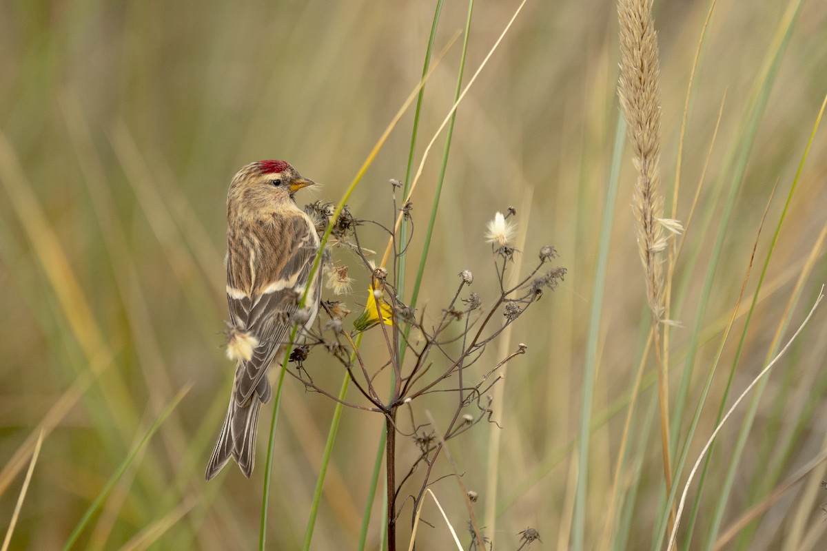 Redpoll (Lesser) - ML643381615