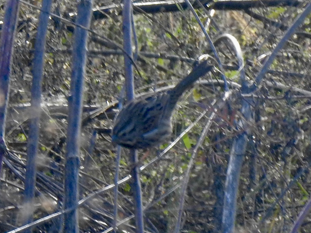 Song Sparrow - ML643381639