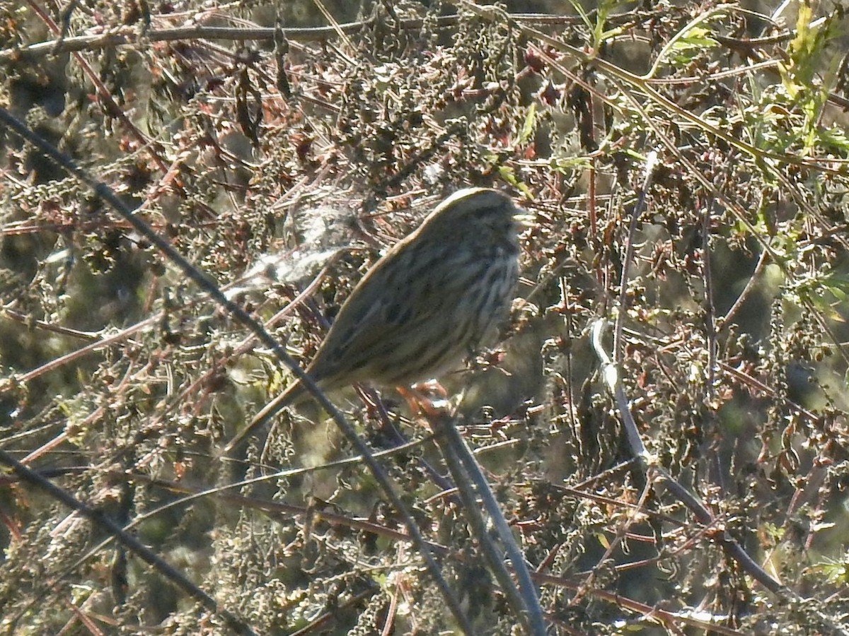 Song Sparrow - ML643381642