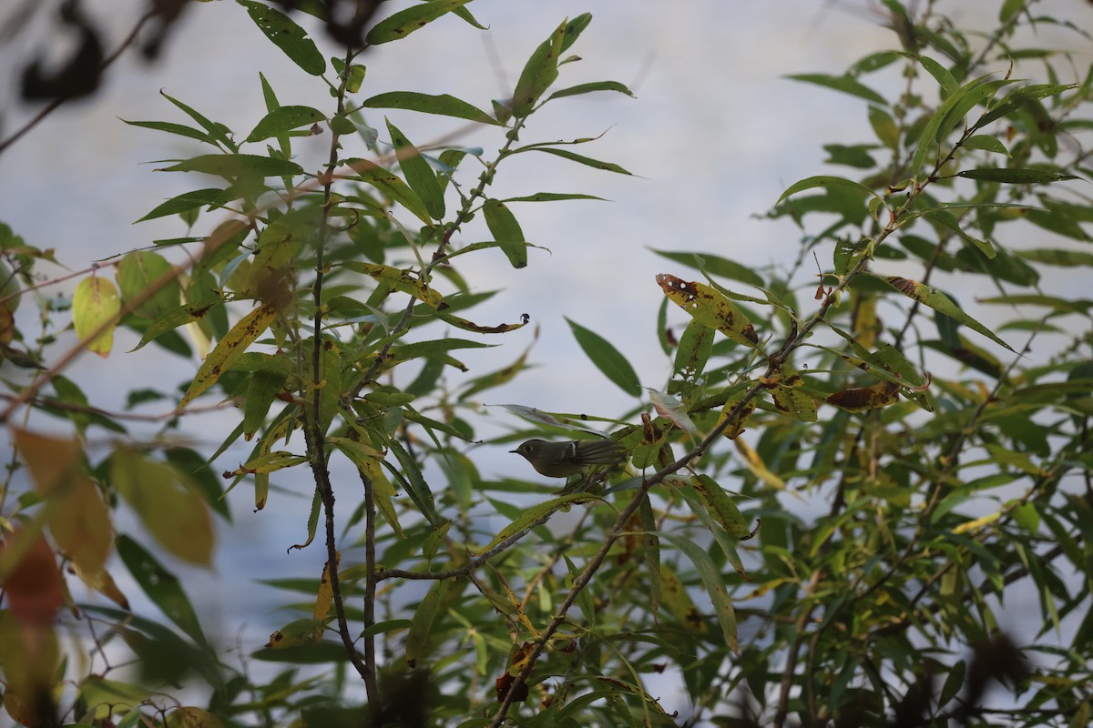 Ruby-crowned Kinglet - ML643381655