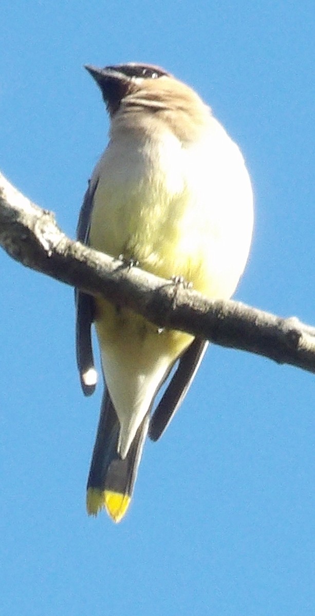 Zedernseidenschwanz - ML643381663