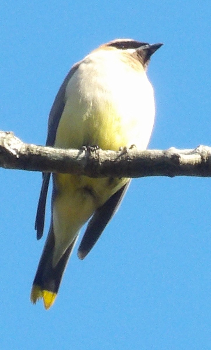 Zedernseidenschwanz - ML643381666
