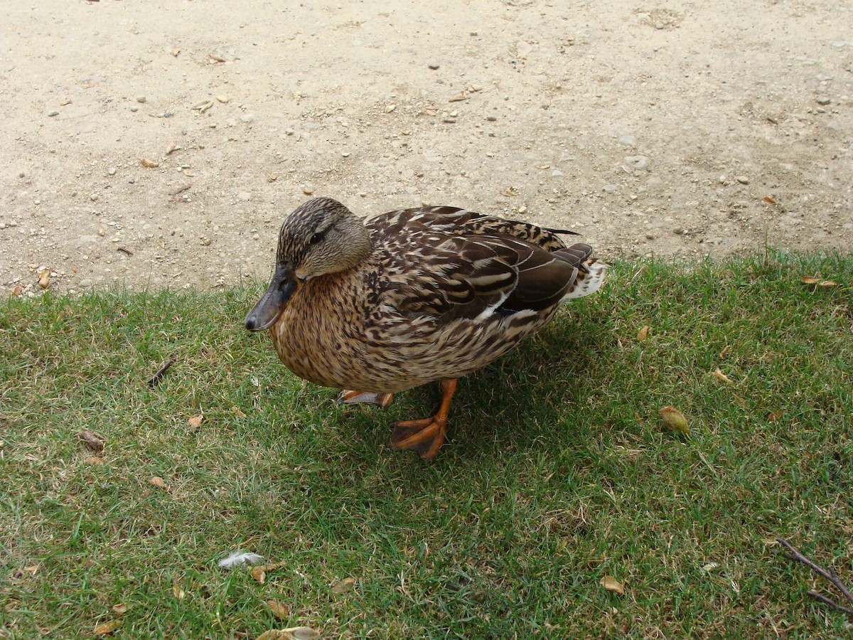 Mallard - ML643381680
