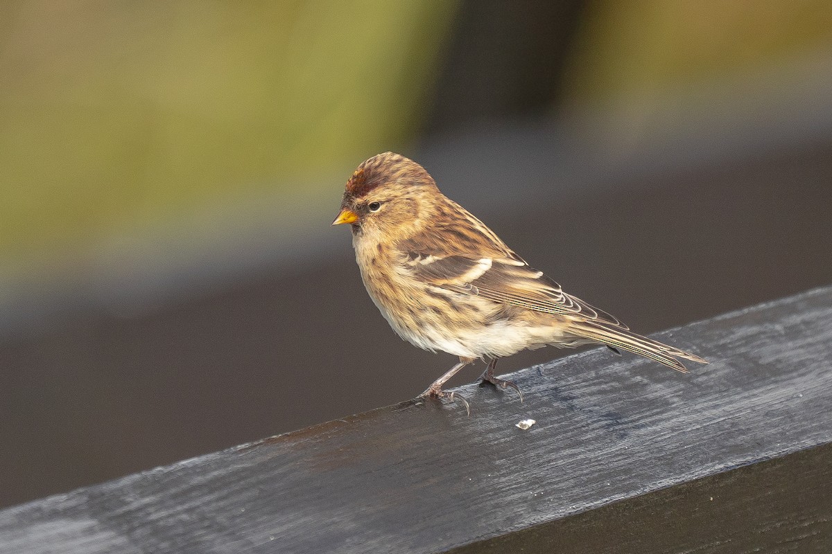 Redpoll (Lesser) - ML643381687