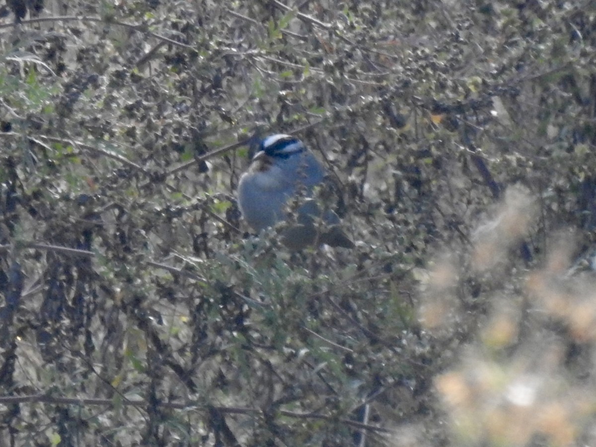 White-crowned Sparrow - ML643381711