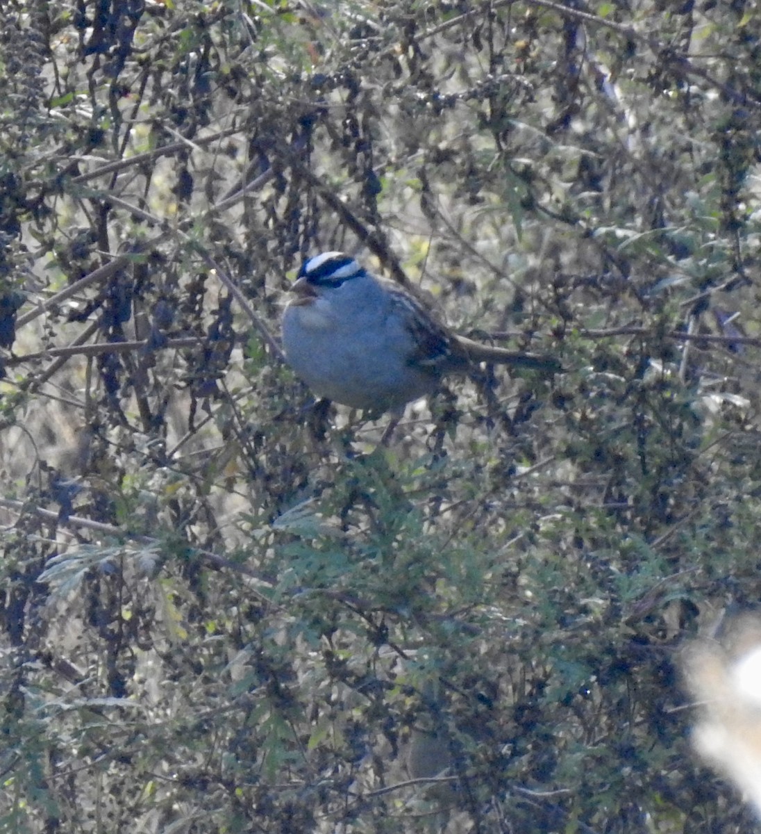 White-crowned Sparrow - ML643381712