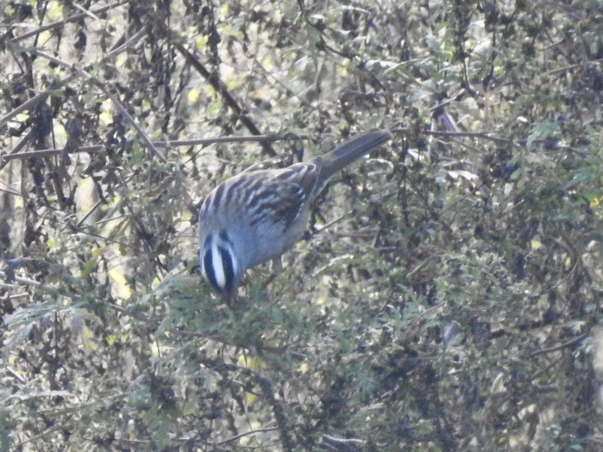 White-crowned Sparrow - ML643381713