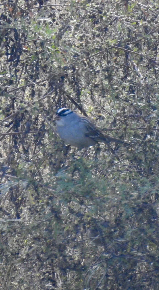 White-crowned Sparrow - ML643381714