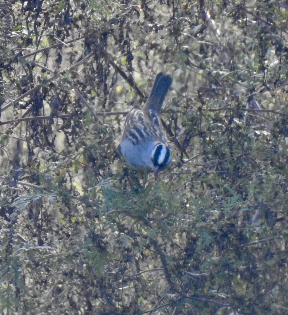 White-crowned Sparrow - ML643381716