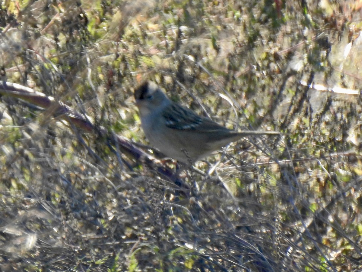 White-crowned Sparrow - ML643381717