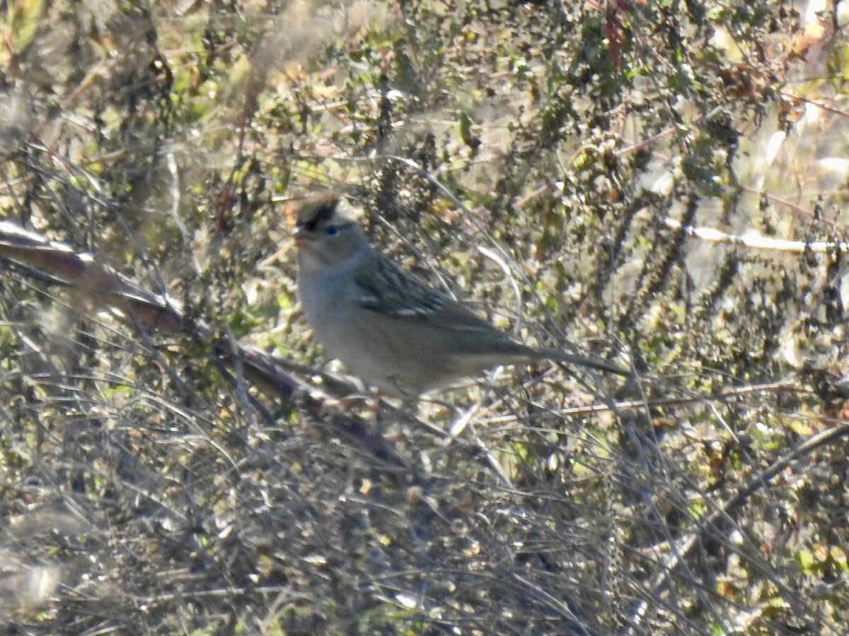 White-crowned Sparrow - ML643381718