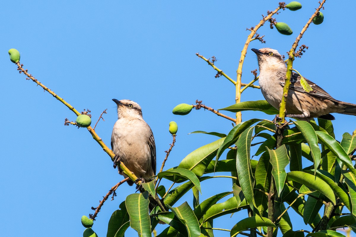 drozdec bělobrvý - ML643381721