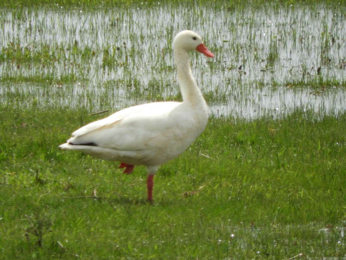 Coscoroba Swan - ML643381730