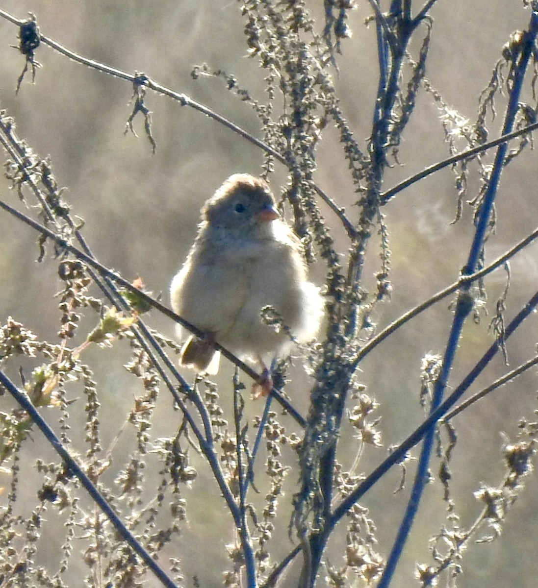 Field Sparrow - ML643381734
