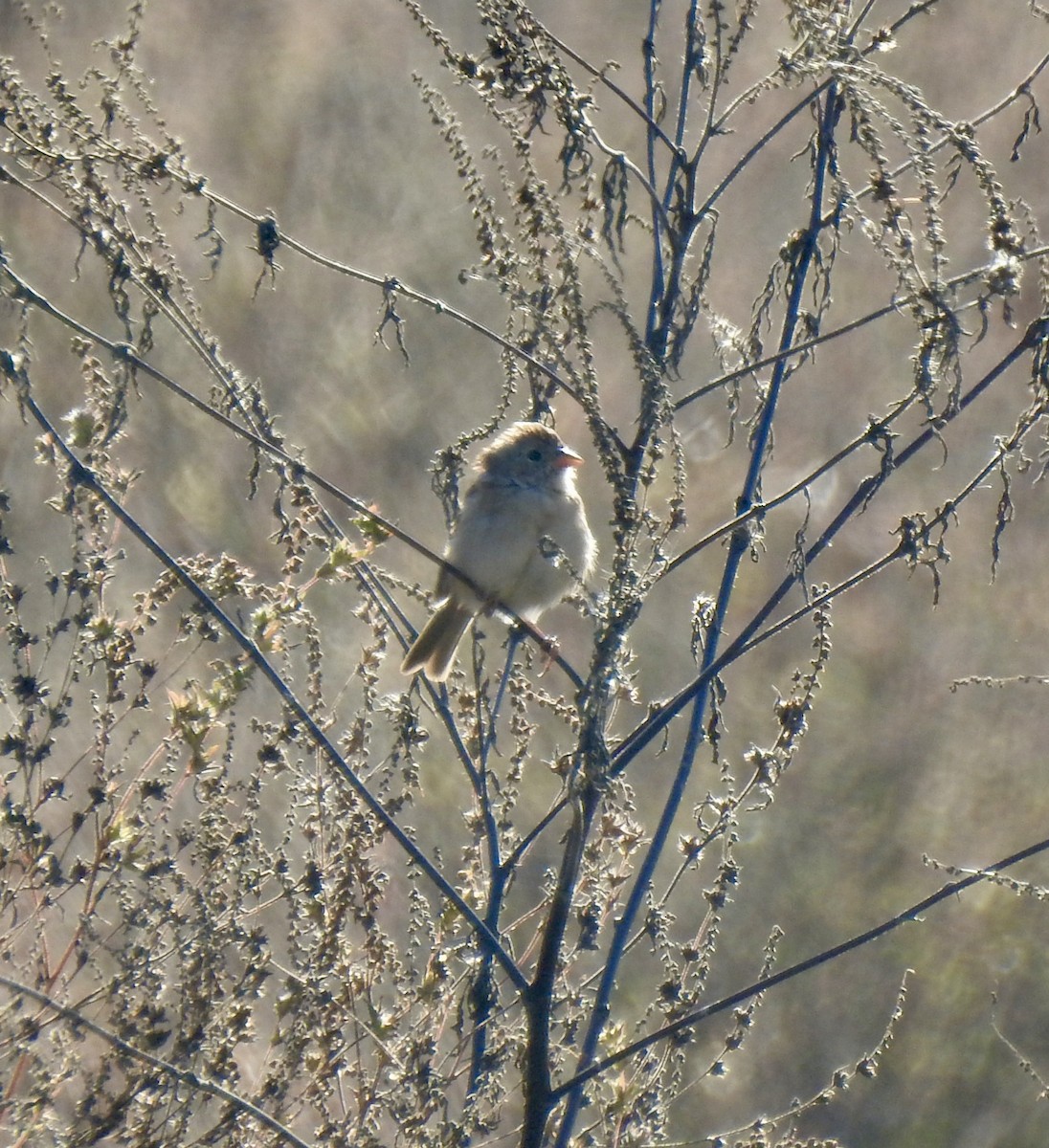 Field Sparrow - ML643381735