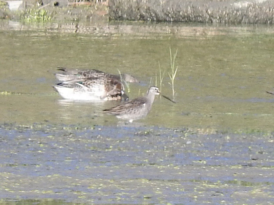 Long-billed Dowitcher - ML643381736