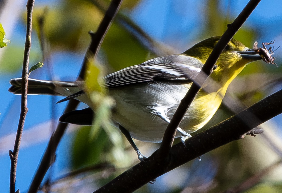 Sarı Gerdanlı Vireo - ML643381742