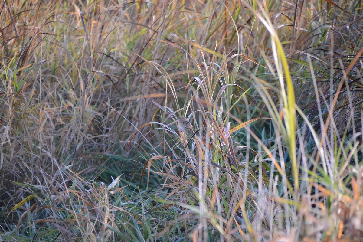 LeConte's Sparrow - ML643381743