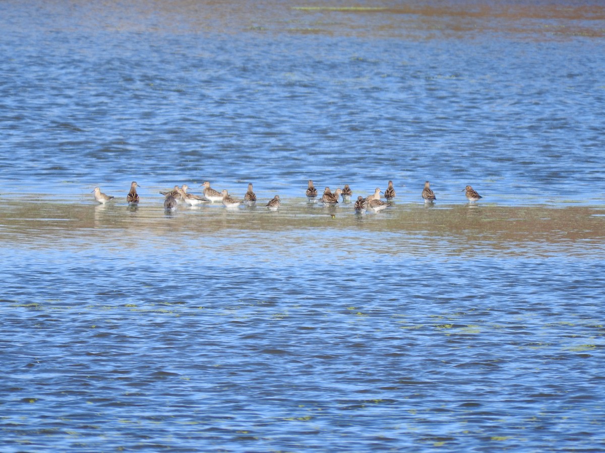 Pectoral Sandpiper - ML643381754
