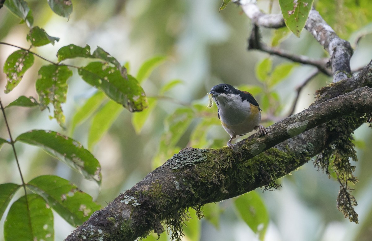 Black-headed Shrike-Babbler - ML643381768