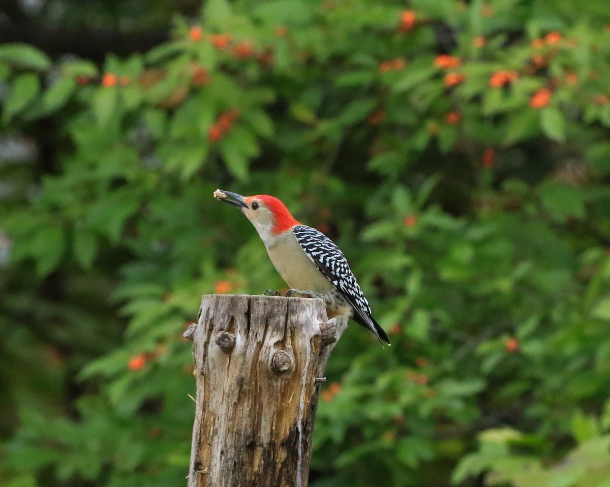 Red-bellied Woodpecker - ML643381771
