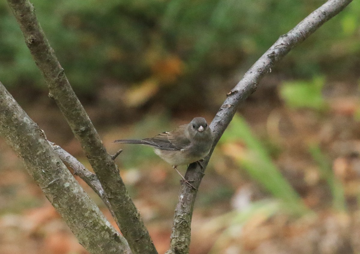 Junco ardoisé - ML643381786