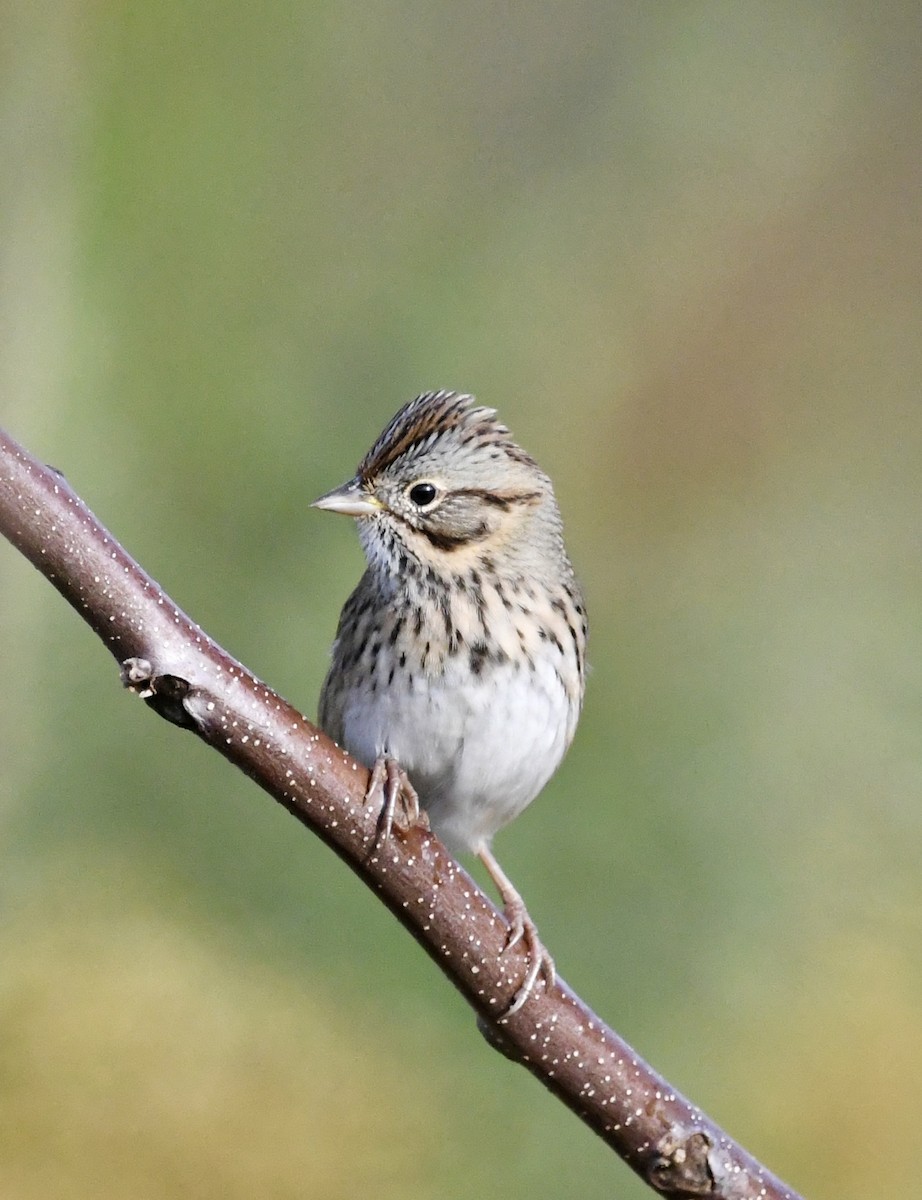 Lincoln's Sparrow - ML643381787