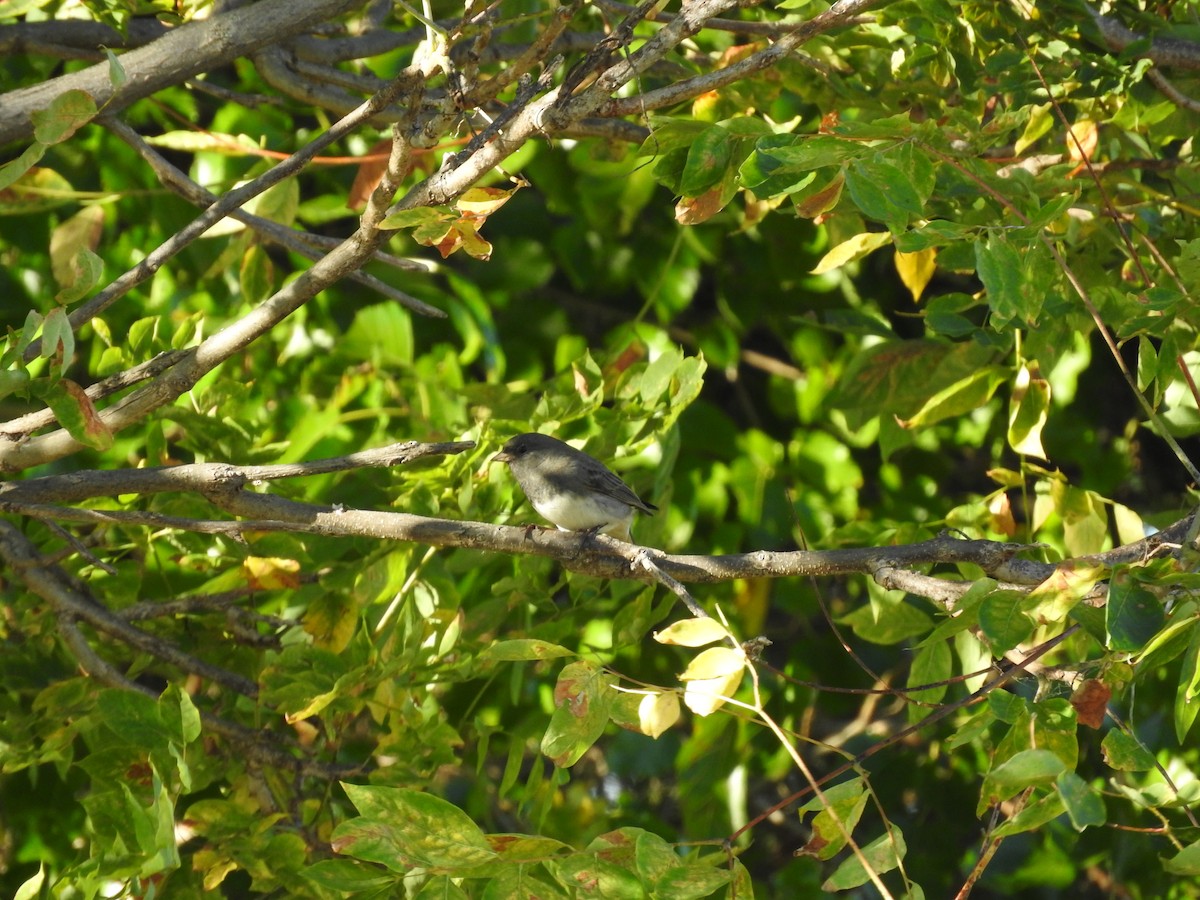 Junco ardoisé (hyemalis/carolinensis) - ML643381793