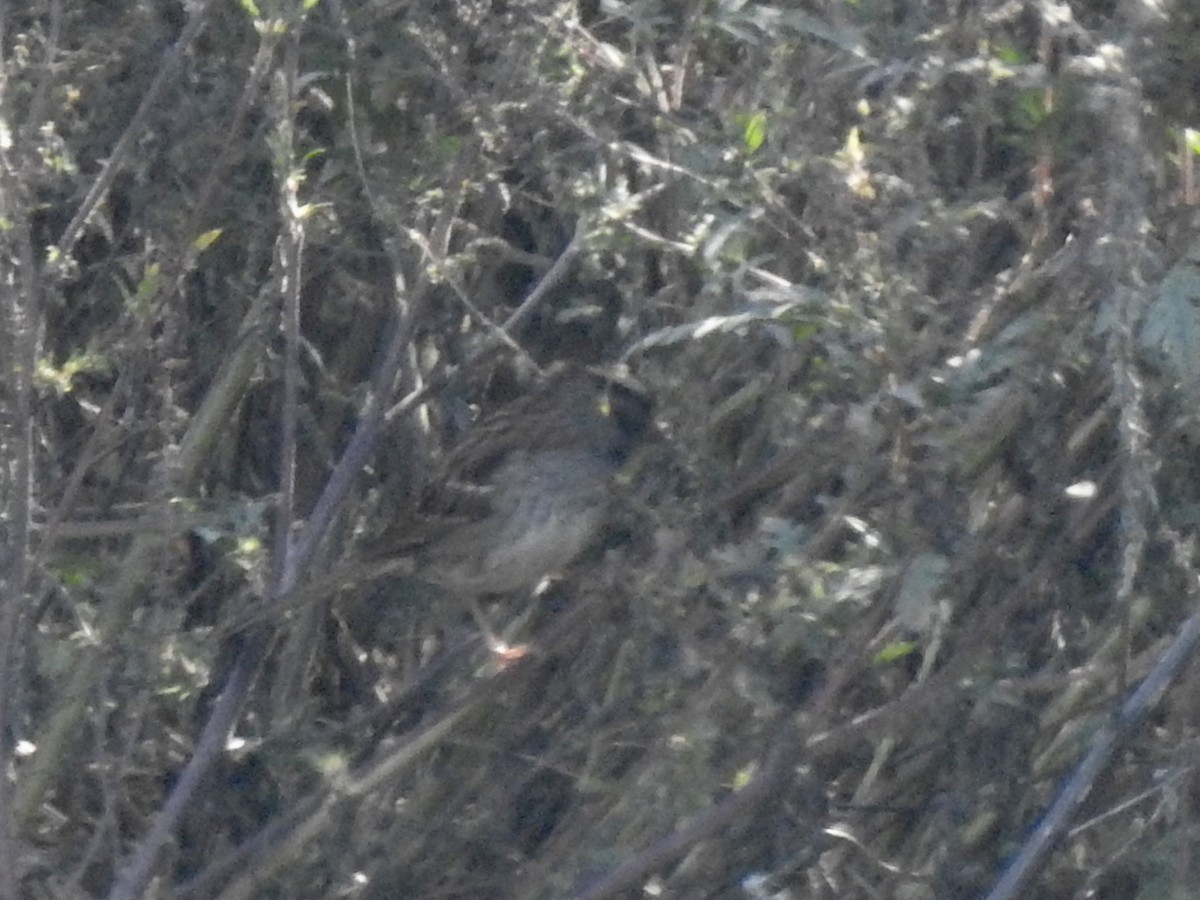 White-throated Sparrow - ML643381795