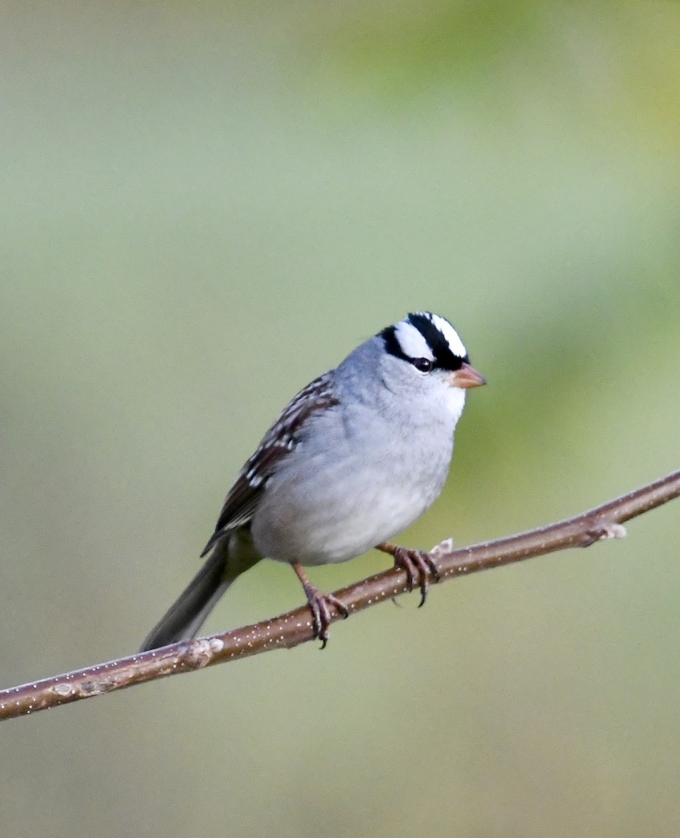 White-crowned Sparrow - ML643381807