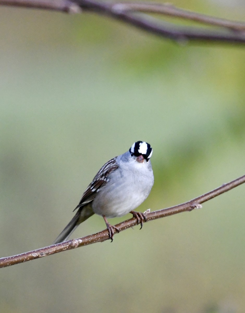 White-crowned Sparrow - ML643381808