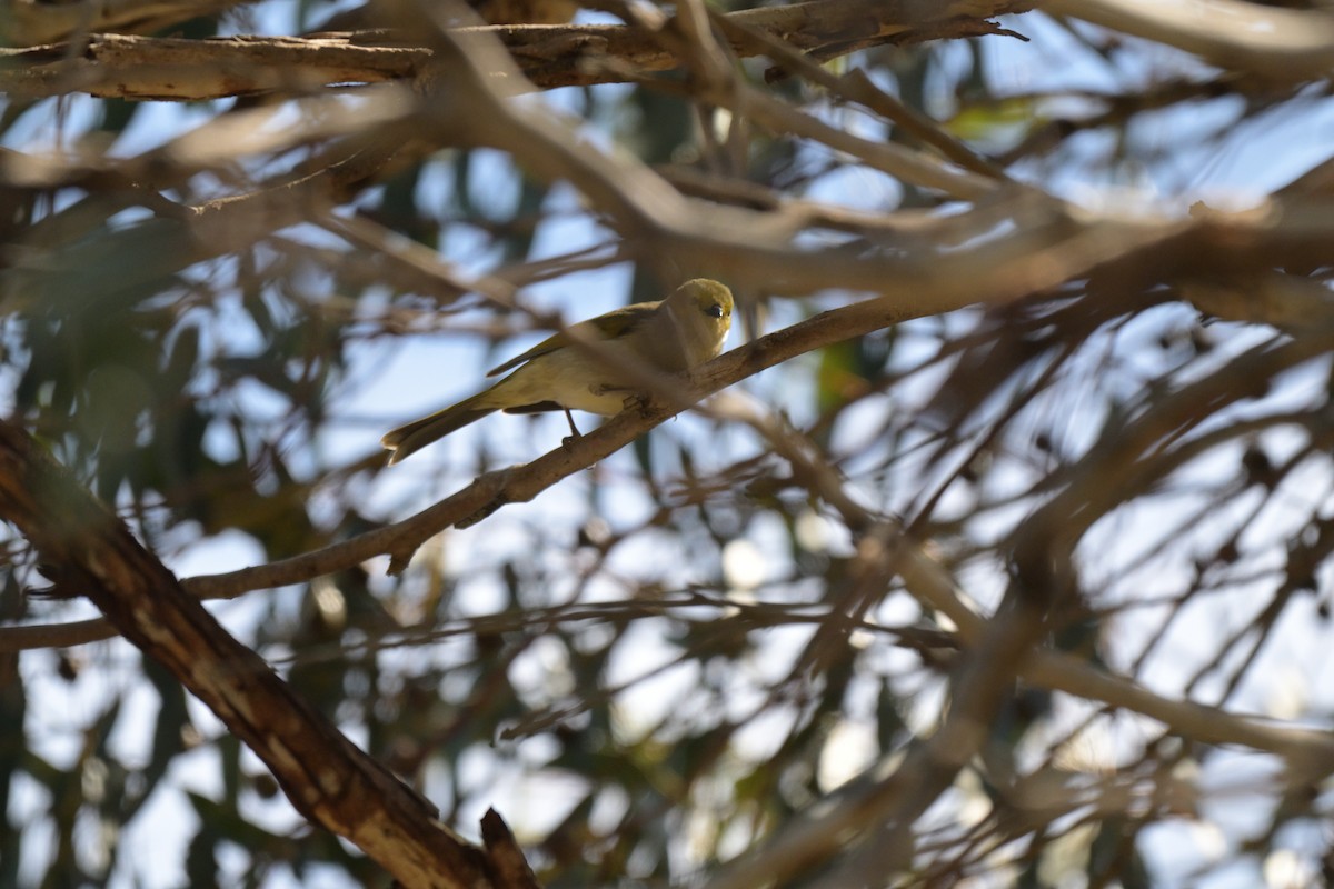 White-plumed Honeyeater - ML643381822