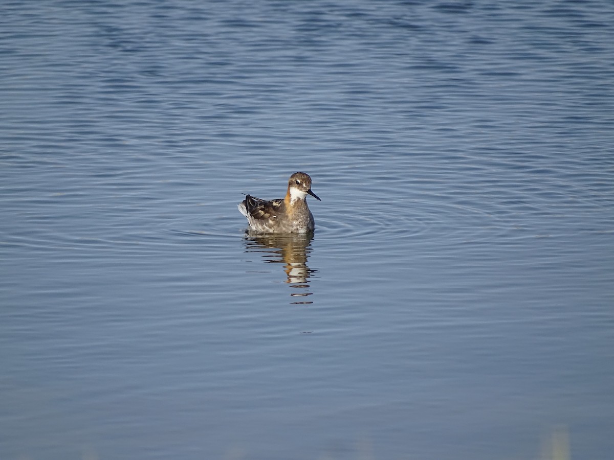 svømmesnipe - ML643381828