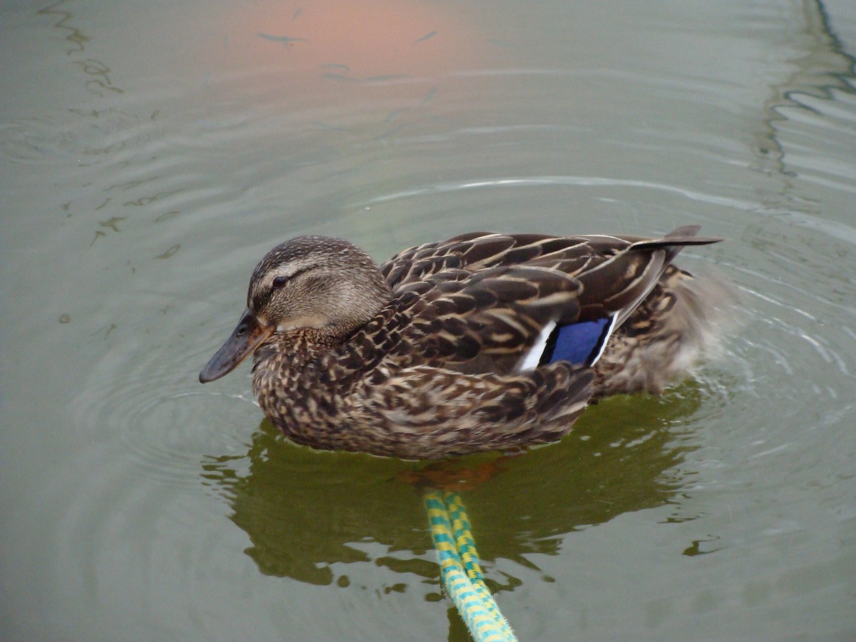 Mallard - ML643381834
