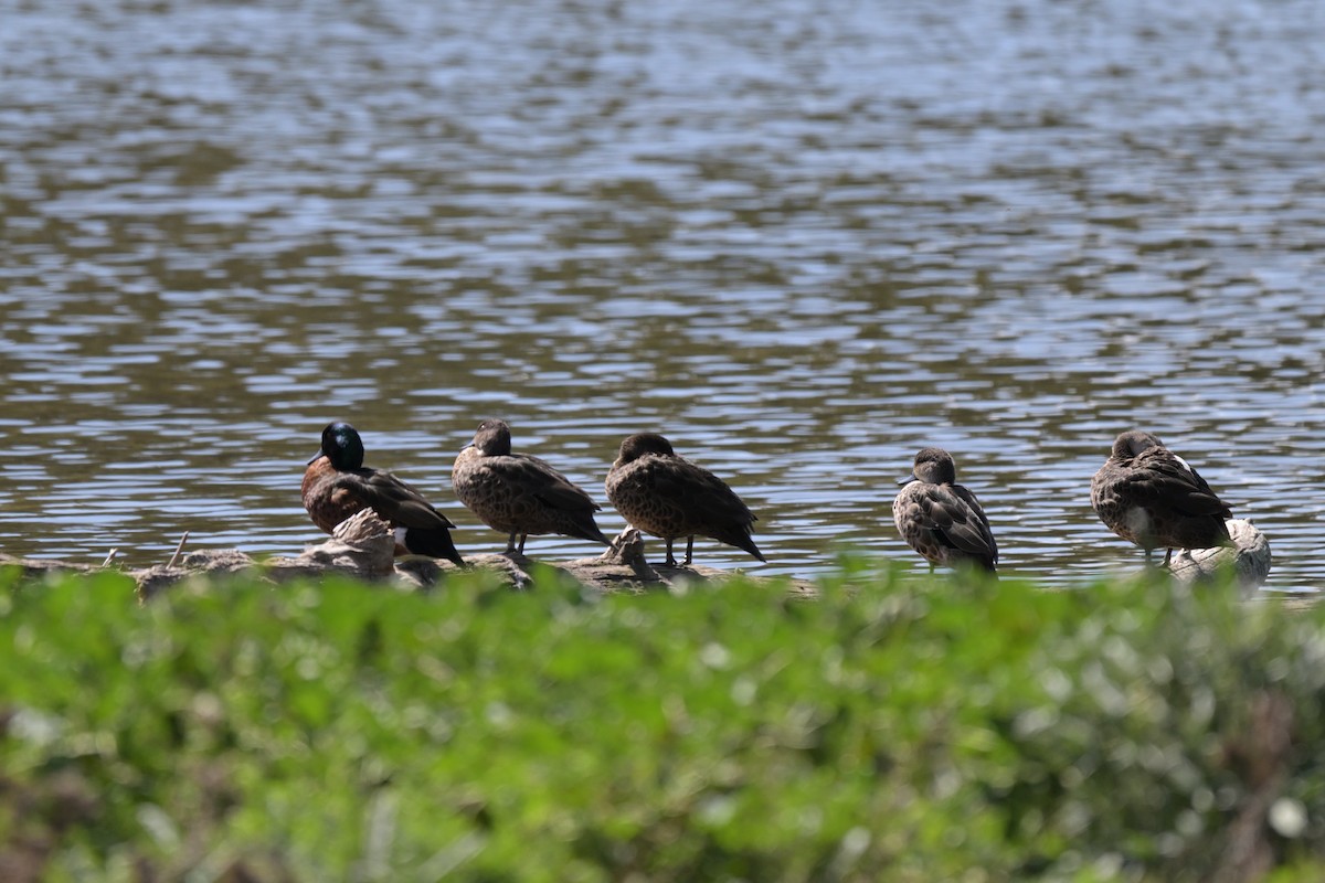 Chestnut Teal - ML643381853