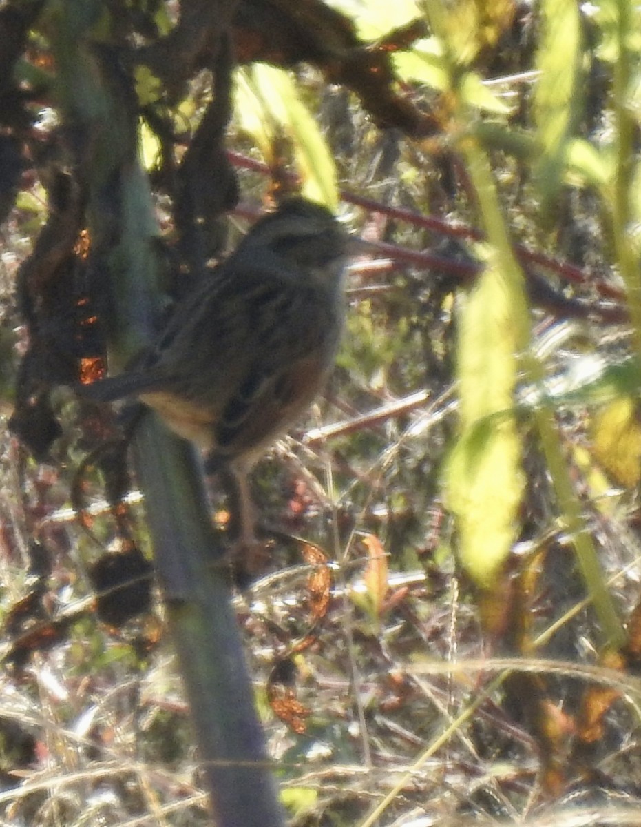 Swamp Sparrow - ML643381854