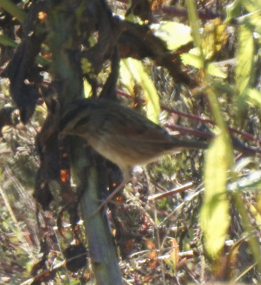 Swamp Sparrow - ML643381855